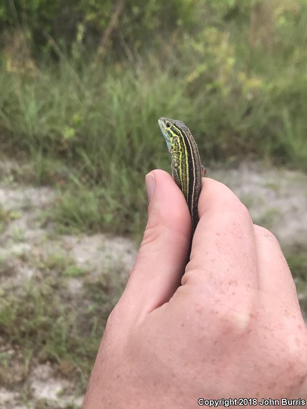 Six-lined Racerunner (Aspidoscelis sexlineata sexlineata)