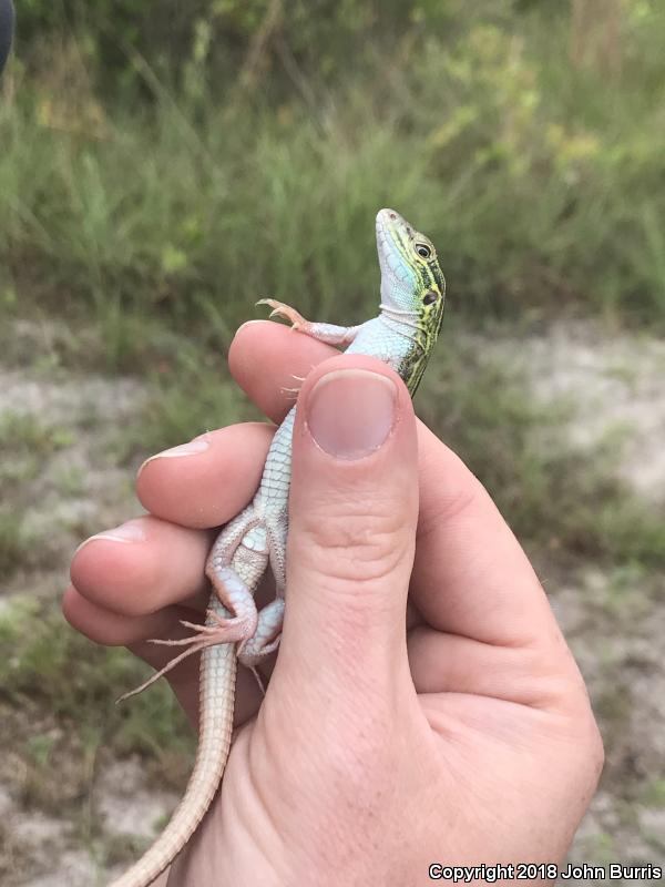 Six-lined Racerunner (Aspidoscelis sexlineata sexlineata)