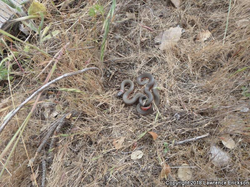 Monterey Ring-necked Snake (Diadophis punctatus vandenburgii)