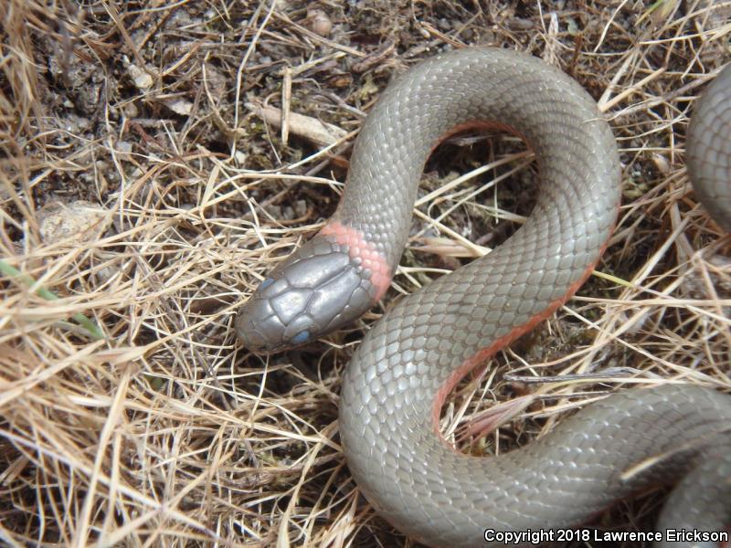 Monterey Ring-necked Snake (Diadophis punctatus vandenburgii)