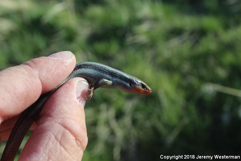 Great Basin Skink (Plestiodon skiltonianus utahensis)