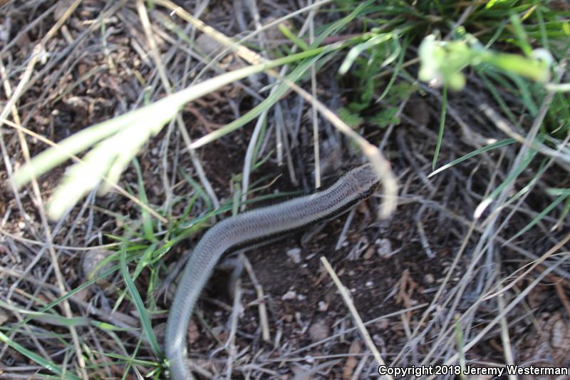 Great Basin Skink (Plestiodon skiltonianus utahensis)