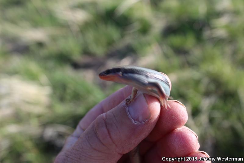 Great Basin Skink (Plestiodon skiltonianus utahensis)