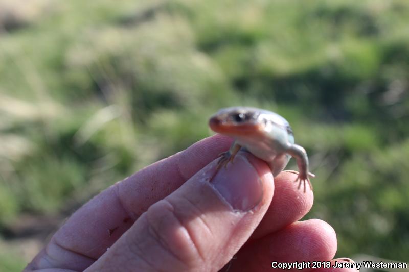 Great Basin Skink (Plestiodon skiltonianus utahensis)