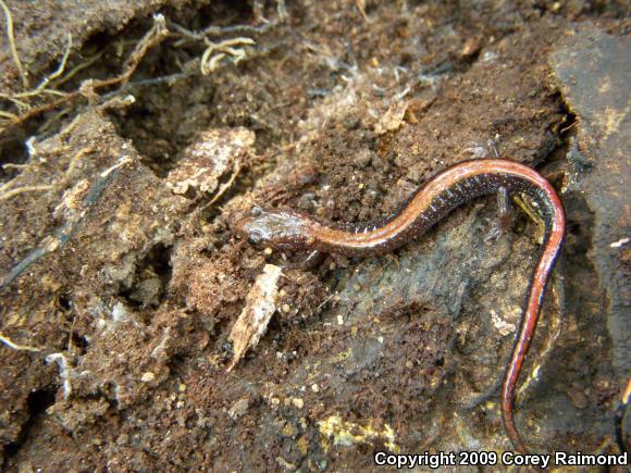 Southern Red-backed Salamander (Plethodon serratus)