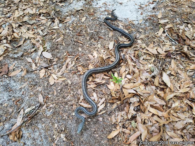 Yellow Ratsnake (Pantherophis obsoletus quadrivittatus)