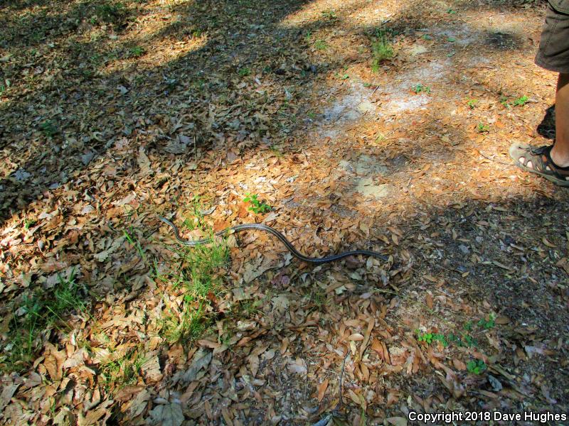 Yellow Ratsnake (Pantherophis obsoletus quadrivittatus)