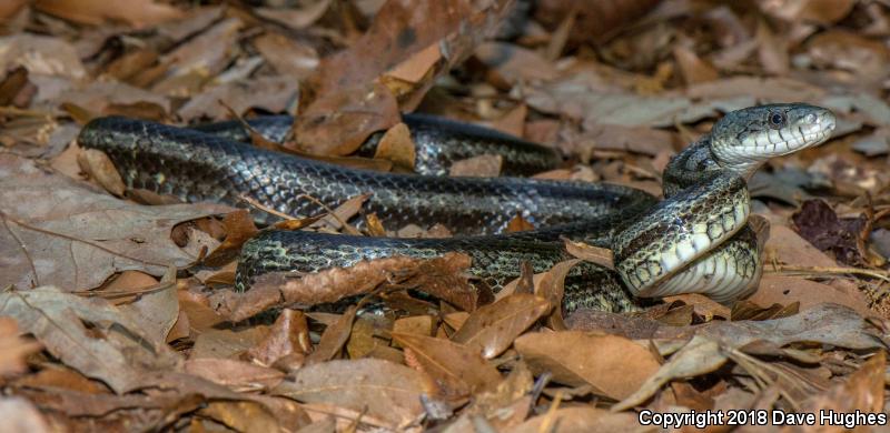 Yellow Ratsnake (Pantherophis obsoletus quadrivittatus)