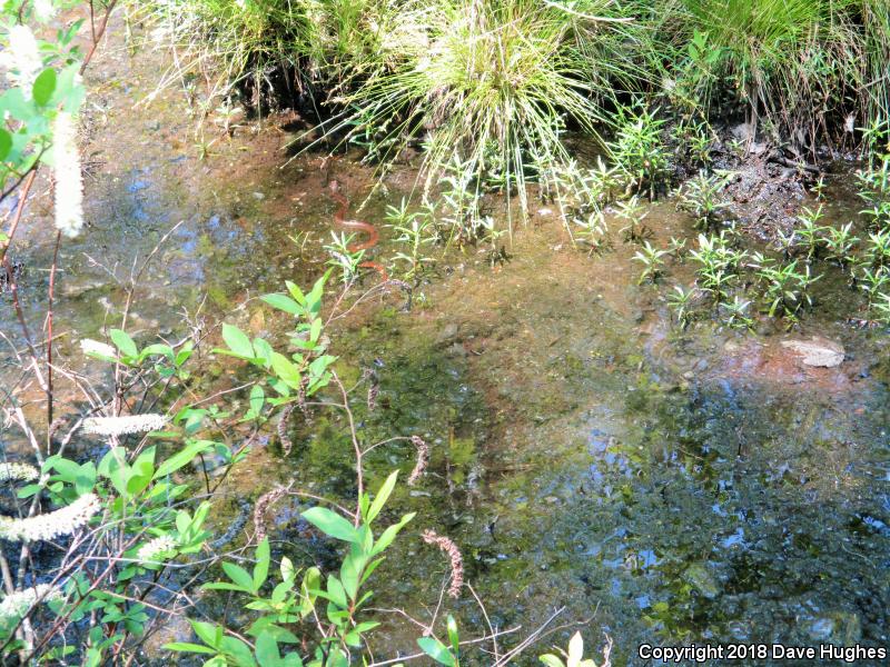 Red-bellied Watersnake (Nerodia erythrogaster erythrogaster)