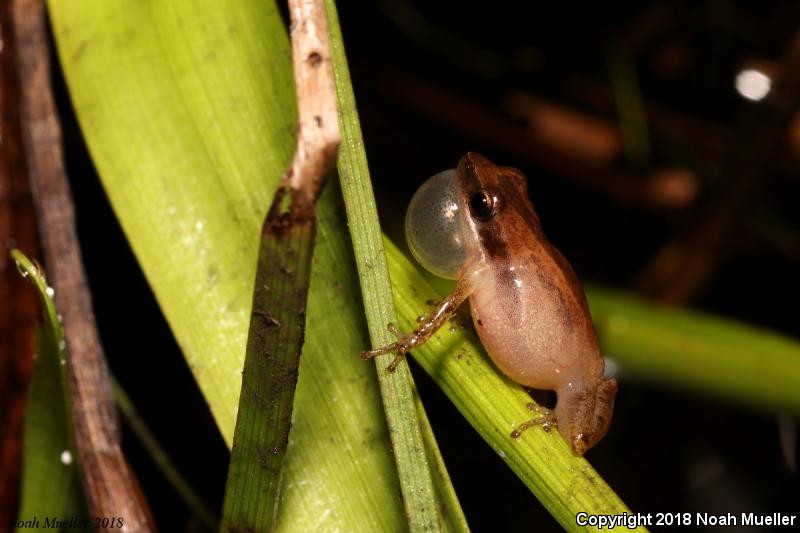 Little Grass Frog (Pseudacris ocularis)