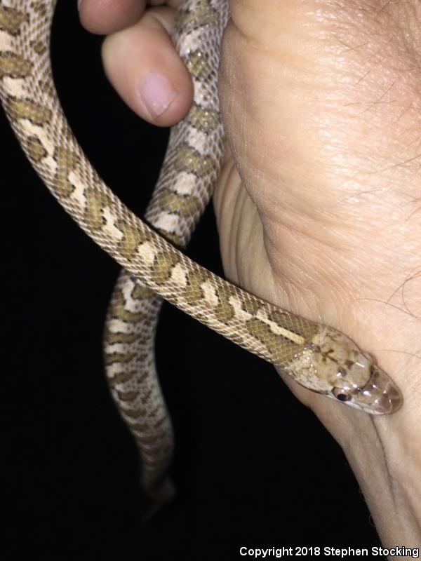 Arizona Glossy Snake (Arizona elegans noctivaga)