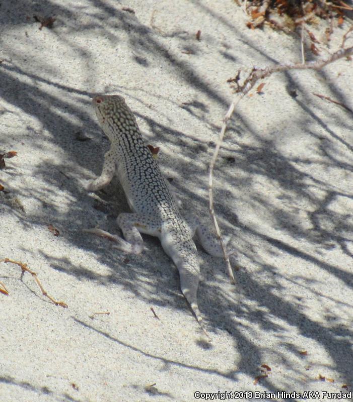 Coachella Valley Fringe-toed Lizard (Uma inornata)