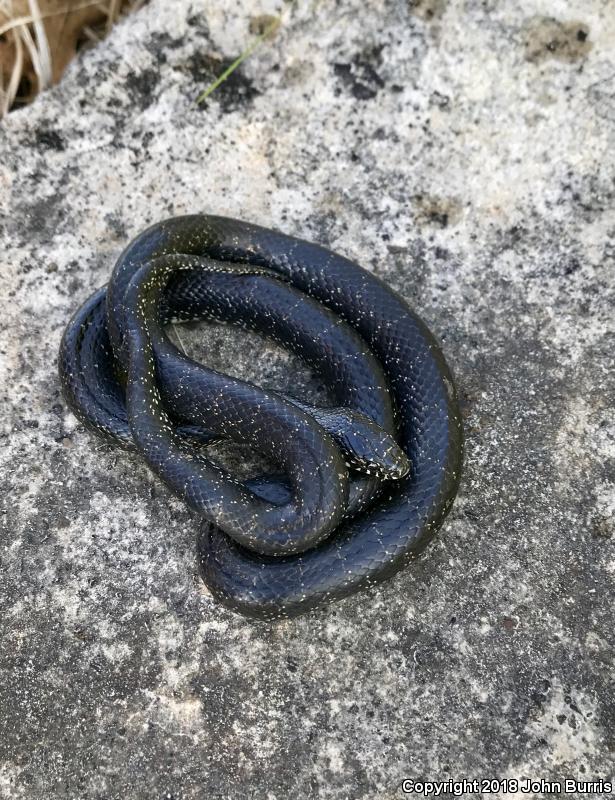 Black Kingsnake (Lampropeltis getula nigra)