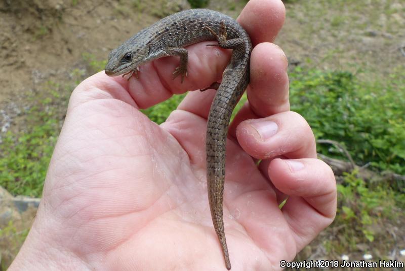 Northwestern Alligator Lizard (Elgaria coerulea principis)