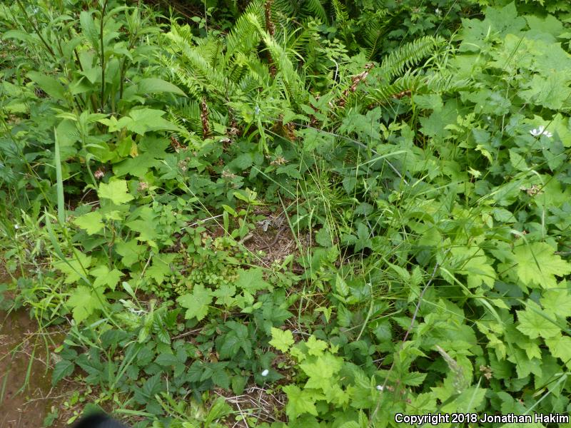 Northwestern Alligator Lizard (Elgaria coerulea principis)