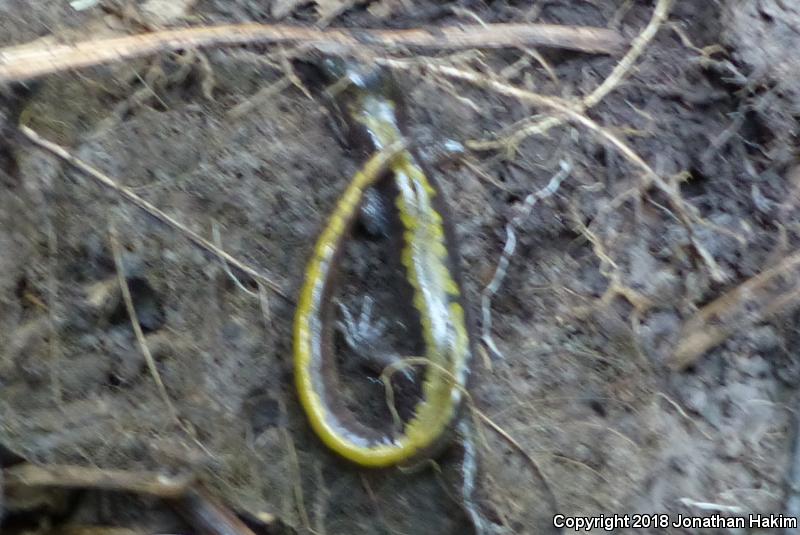 Western Long-toed Salamander (Ambystoma macrodactylum macrodactylum)