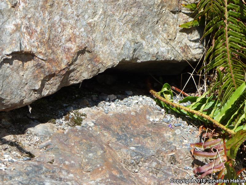 Northwestern Alligator Lizard (Elgaria coerulea principis)