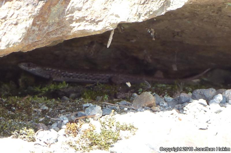 Northwestern Alligator Lizard (Elgaria coerulea principis)