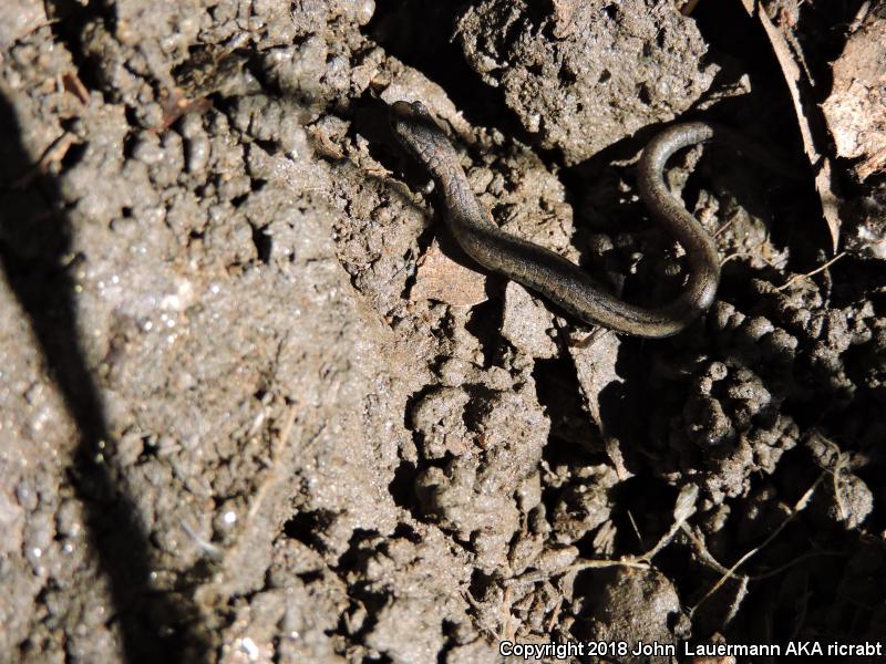 Gregarious Slender Salamander (Batrachoseps gregarius)