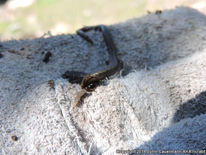 Gregarious Slender Salamander (Batrachoseps gregarius)