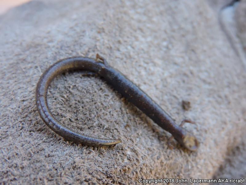 Gregarious Slender Salamander (Batrachoseps gregarius)