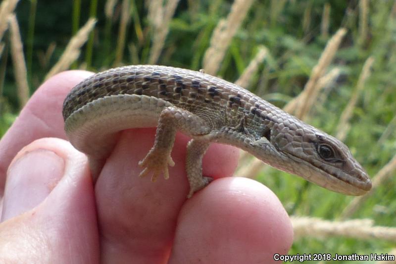 Northwestern Alligator Lizard (Elgaria coerulea principis)
