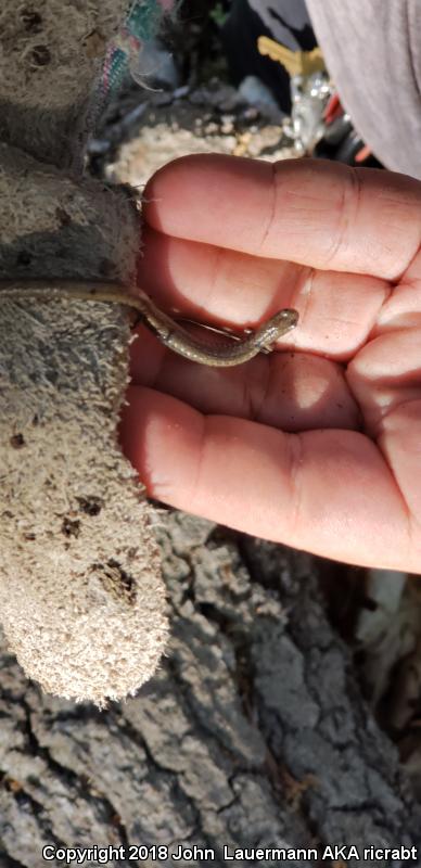 Gregarious Slender Salamander (Batrachoseps gregarius)