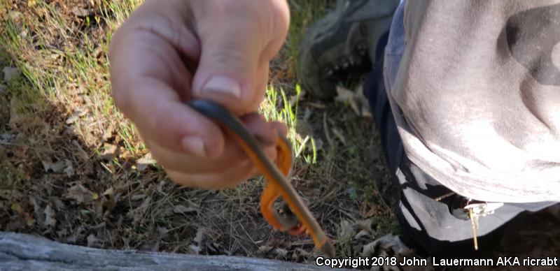 Coral-bellied Ring-necked Snake (Diadophis punctatus pulchellus)