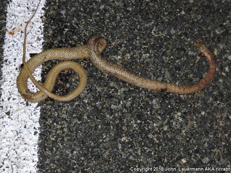 San Joaquin Coachwhip (Coluber flagellum ruddocki)