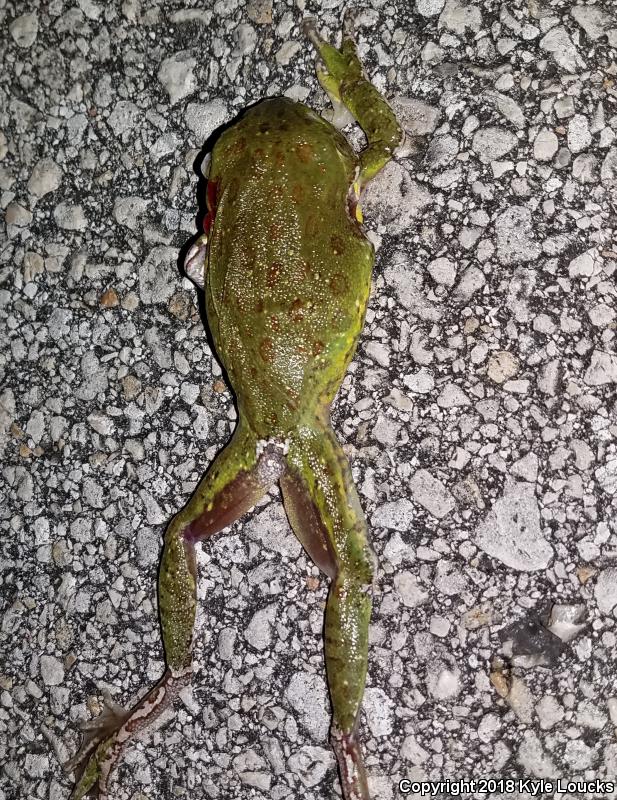 Barking Treefrog (Hyla gratiosa)