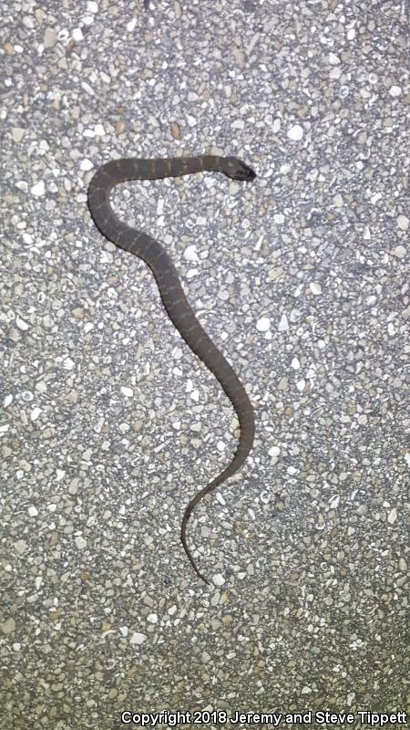 Banded Watersnake (Nerodia fasciata fasciata)