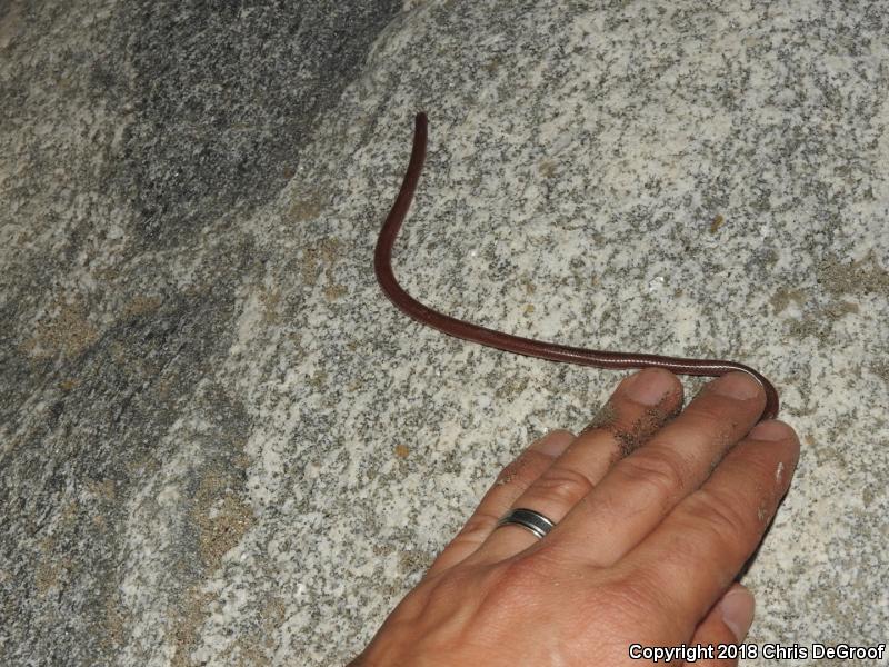 SouthWestern Threadsnake (Leptotyphlops humilis humilis)