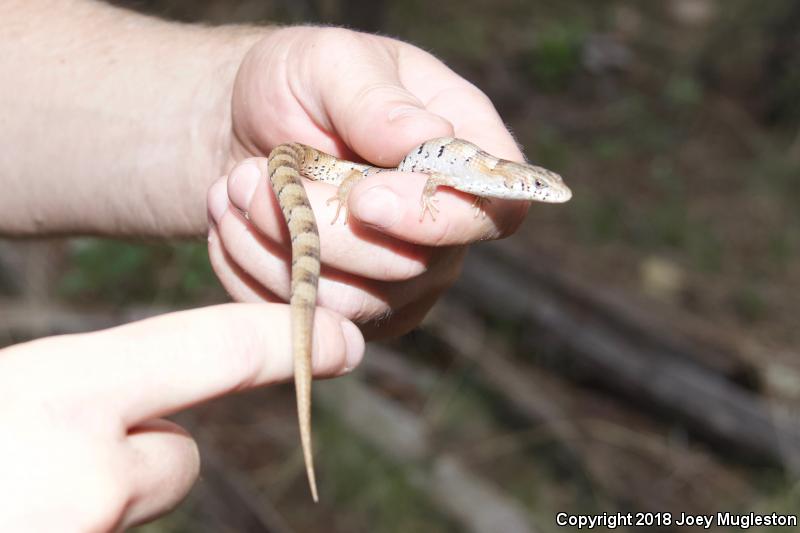 Madrean Alligator Lizard (Elgaria kingii)