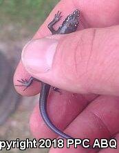 Great Plains Skink (Plestiodon obsoletus)