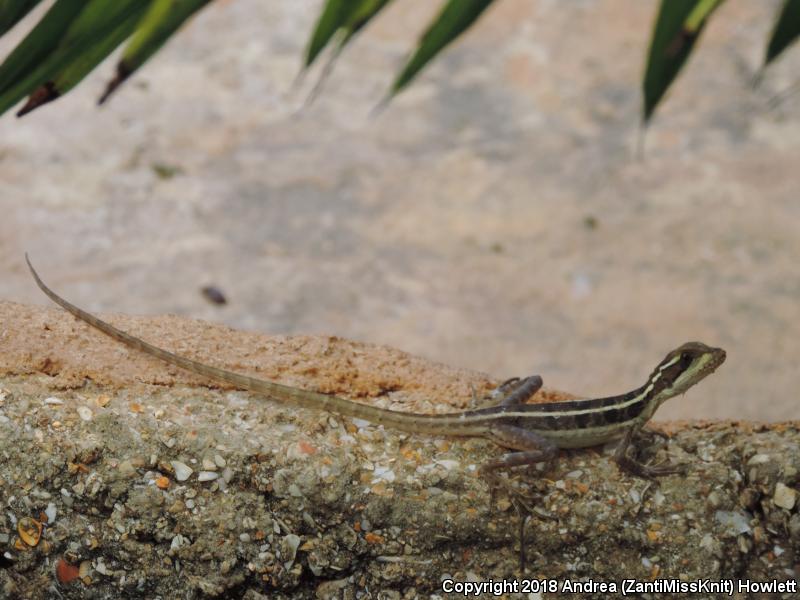 Brown Basilisk (Basiliscus vittatus)