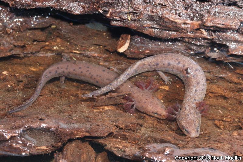 Gulf Coast Waterdog (Necturus beyeri)