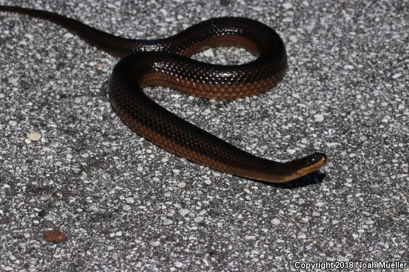 Striped Crayfish Snake (Regina alleni)