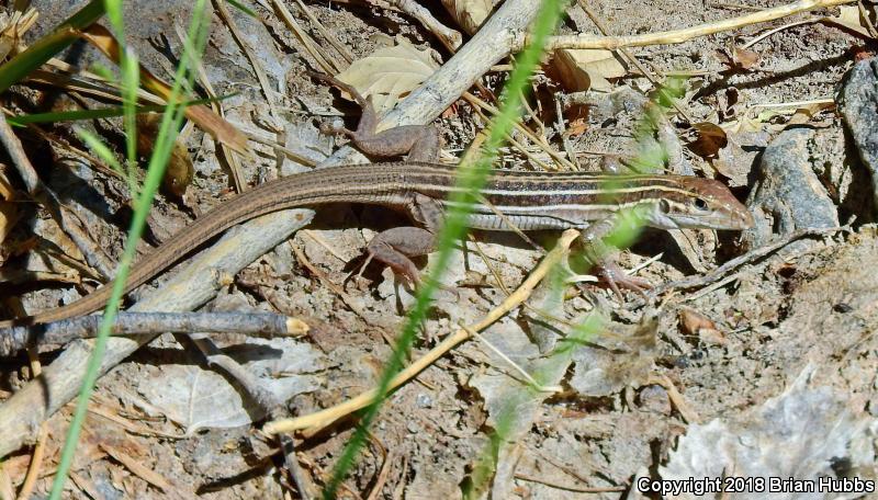 Gila Spotted Whiptail (Aspidoscelis flagellicauda)