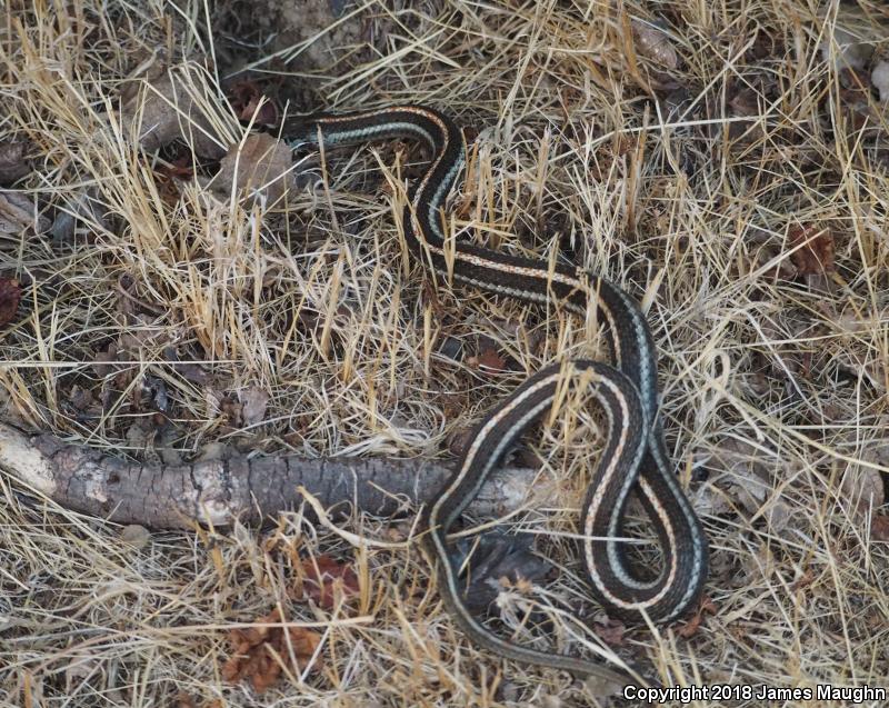 Northwestern Gartersnake (Thamnophis ordinoides)