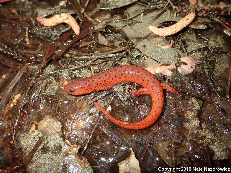 Eastern Mud Salamander (Pseudotriton montanus montanus)