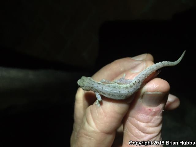 Common House Gecko (Hemidactylus frenatus)