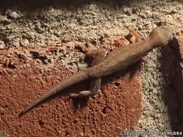 Common House Gecko (Hemidactylus frenatus)