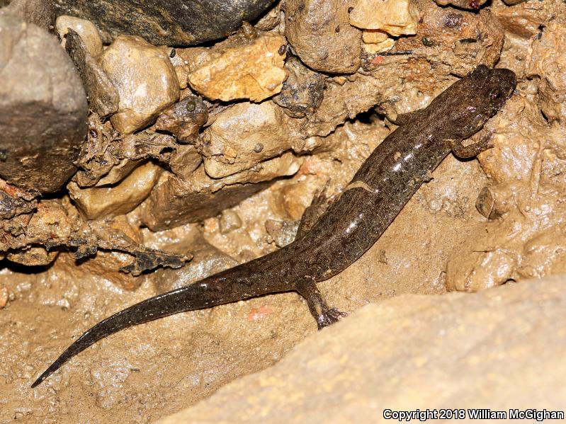 Spotted Dusky Salamander (Desmognathus conanti)