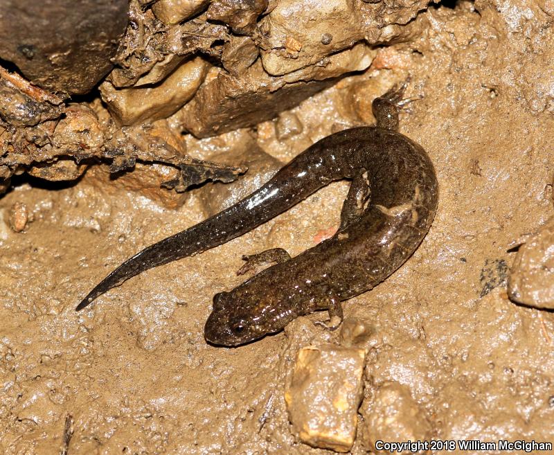 Spotted Dusky Salamander (Desmognathus conanti)