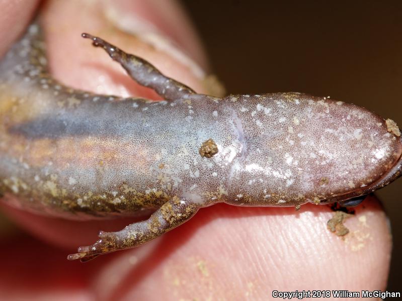 Spotted Dusky Salamander (Desmognathus conanti)