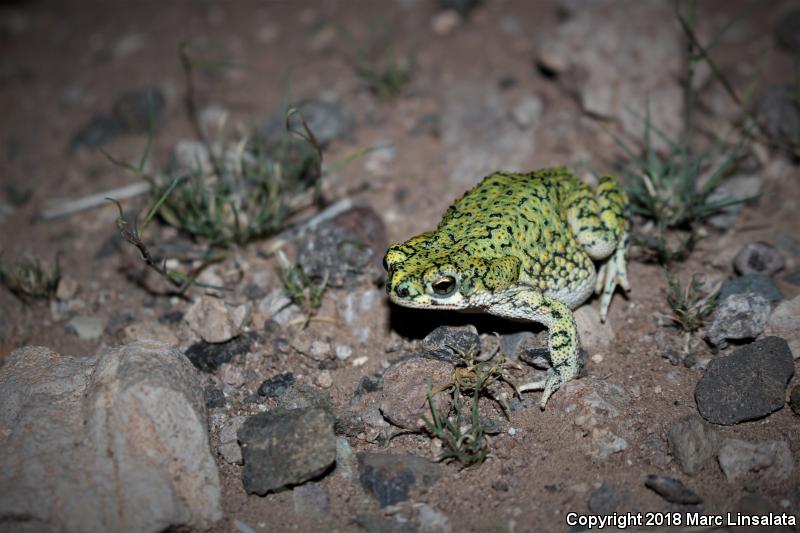 Western Green Toad (Anaxyrus debilis insidior)