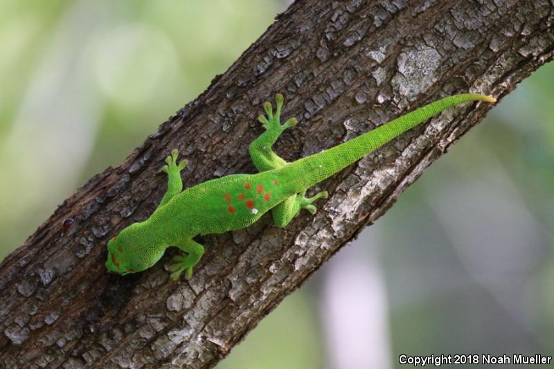 Madagascar Day Gecko (Phelsuma madagascariensis)