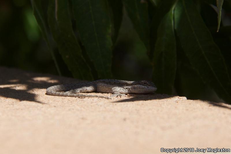 Northern Tree Lizard (Urosaurus ornatus wrighti)