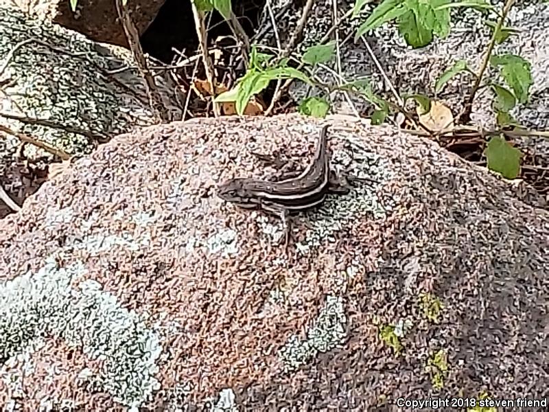 Striped Plateau Lizard (Sceloporus virgatus)