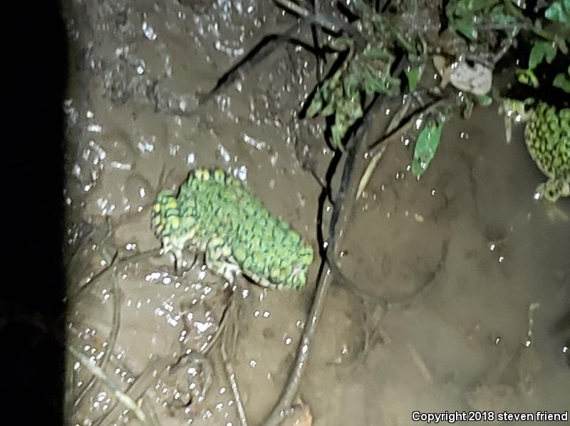 Green Toad (Anaxyrus debilis)